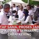kampanye penggunaan cabai kering