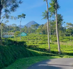 Kebun Teh Pagilaran, Batang, salah satu destinasi wisata rekomendasi untuk healing. (X/@Jateng_Twit)