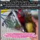 PMT Semarang | Video viral warga mengkritik makanan tambahan dari Posyandu yang ada di Semarang. (Instagram/@infokejadian_genuk)