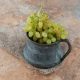 Anggur Shine Muscat