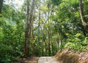 Jadi Lokasi Syuting Film Horor 2024, Begini Pesona Hutan Wanagama Gunungkidul