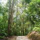 Hutan Wanagama