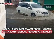 Video Sudah Sepekan Jalan Penghubung Semarang-Demak Terendam Banjir