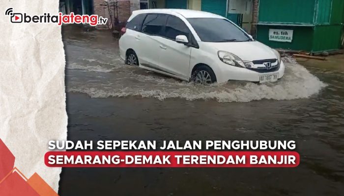 Video Sudah Sepekan Jalan Penghubung Semarang-Demak Terendam Banjir