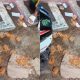 ibu kantin brebes viral