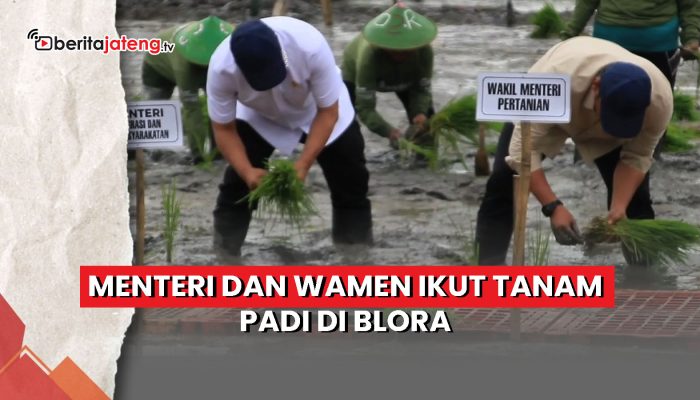 Video Menteri dan Wamen Ikut Tanam Padi di Blora