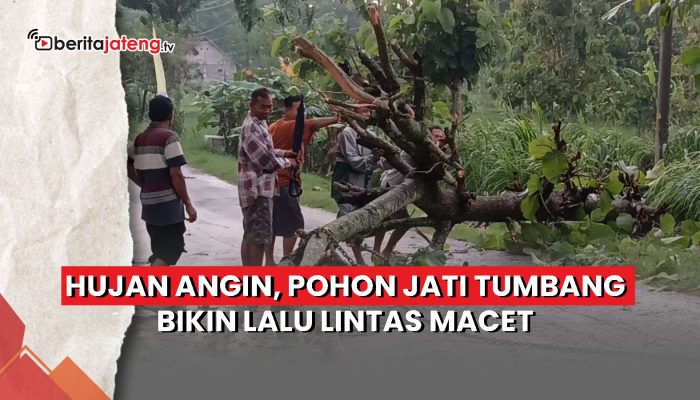 Video Hujan Angin, Pohon Jati Tumbang Bikin Lalu Lintas Macet