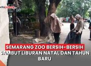 Video Semarang Zoo Bersih-Bersih Sambut Liburan Natal dan Tahun Baru