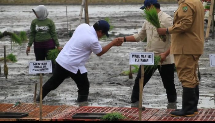 Momen Langka, Menteri Ipas dan Wakil Menteri Pertanian Ikut Menanam Padi di Blora, Sepatunya Ambles