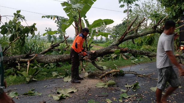 pohon jati besar tumbang