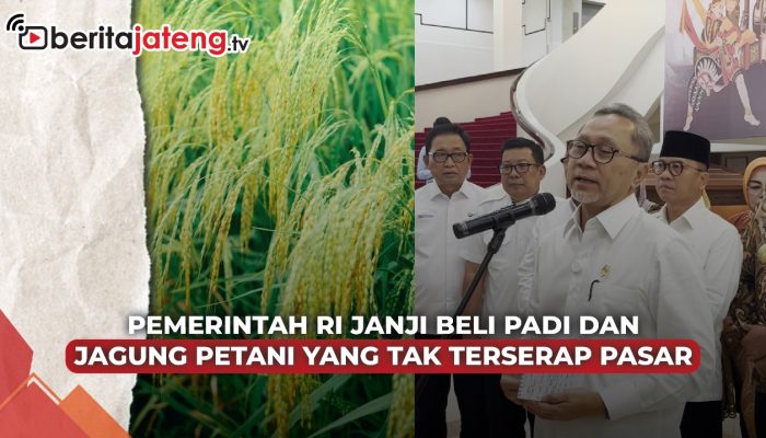 Video Pemerintah Bakal Beli Gabah dan Jagung Petani yang Tak Terserap Pasar