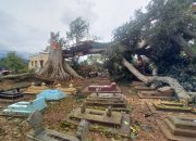 Beringin Tua di Kabupaten Semarang Tumbang, Satu Rumah Rusak
