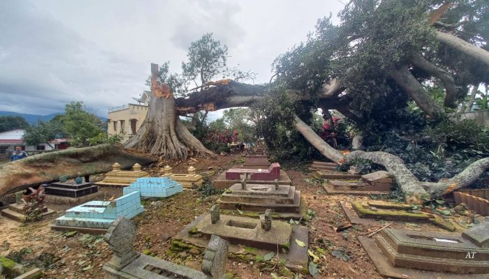 Beringin Tua di Kabupaten Semarang Tumbang, Satu Rumah Rusak