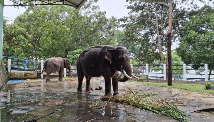 Viral Gajah Dirantai di Taman Satwa WGM Wonogiri, Disporapar: Lagi Birahi, Perilakunya Agresif