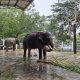 Gajah Wonogiri