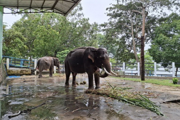 Gajah Wonogiri
