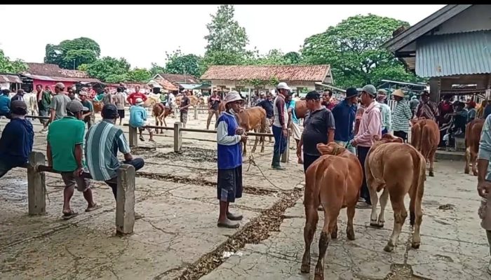 PMK Meluas di Temanggung, 184 Sapi Terinfeksi