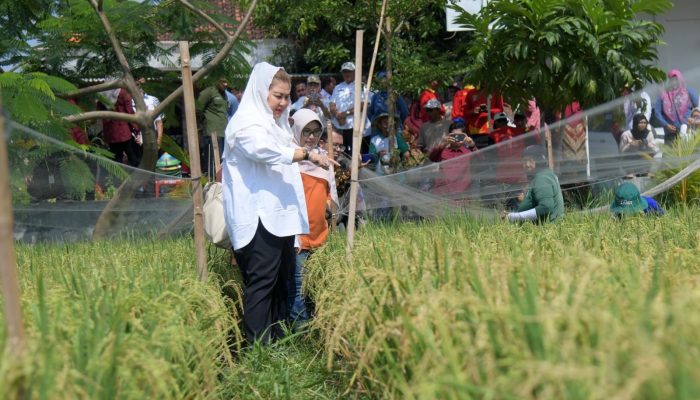 Semarang Siap Jadi Pelopor Inovasi Lahan Salin, Solusi untuk Ketahanan Pangan dan Energi Berkelanjutan