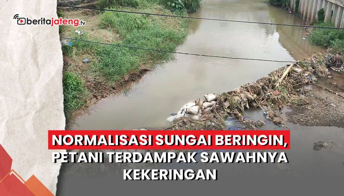 Video Normalisasi Sungai Beringin, Petani Terdampak Sawahnya Kekeringan