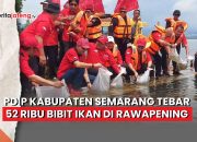Video PDIP Kabupaten Semarang Tebar 52 Ribu Bibit Ikan di Rawapening