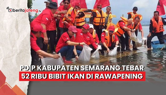 Video PDIP Kabupaten Semarang Tebar 52 Ribu Bibit Ikan di Rawapening