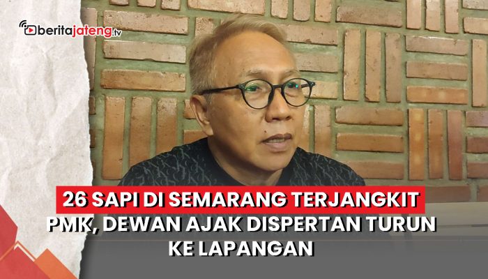 Video 26 Sapi di Semarang Terjangkit PMK, Dewan Ajak Dispertan Turun ke Lapangan