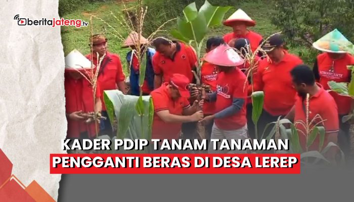 Video Kader PDIP Kabupaten Semarang Tanam Pisang dan Jagung di Desa Lerep