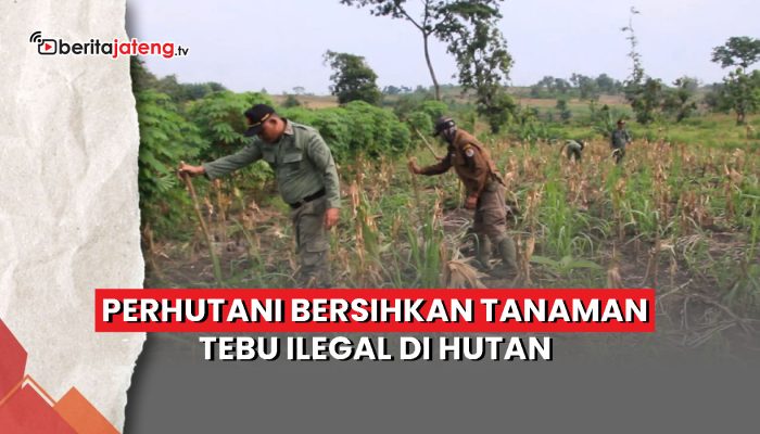 Video Perhutani Blora Bersihkan Tanaman Tebu Ilegal di Hutan