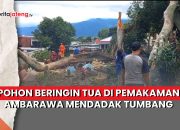Video Pohon Beringin Tua di Pemakaman Ambarawa Mendadak Tumbang