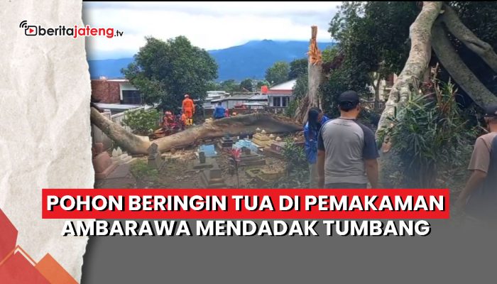 Video Pohon Beringin Tua di Pemakaman Ambarawa Mendadak Tumbang