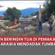 Beringin tumbang