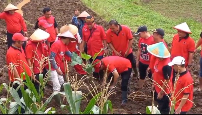 Dukung Ketahanan Pangan, PDIP Kabupaten Semarang Lakukan Program Penanaman Tanaman Pengganti Beras
