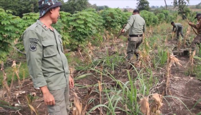 Layangkan Surat Teguran ke Petani, KPH Blora Tertibkan Tebu Ilegal di Lahan Perhutani