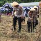aksi tanam jagung