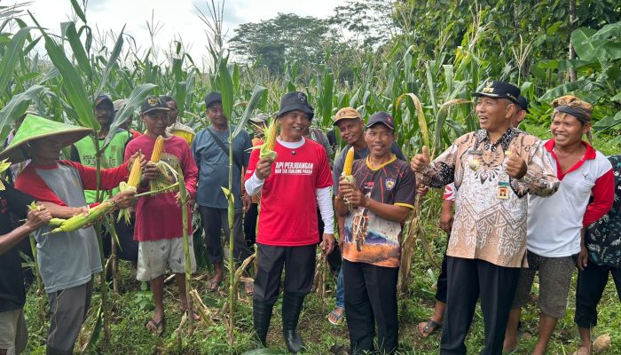 Singgung Ancaman Krisis Pangan, Sumanto Dukung Budidaya Jagung Jadi Makanan Pengganti Beras