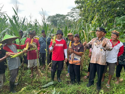sumanto budidaya jagung karanganyar