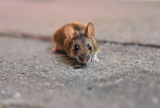 Tikus Leptospirosis Jawa Tengah
