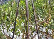 Pasokan dari Petani Terganggu, Harga Cabai Berpotensi Naik Kembali