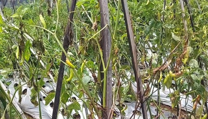 Pasokan dari Petani Terganggu, Harga Cabai Berpotensi Naik Kembali