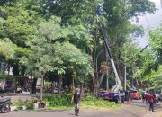 Disperkim Tambah Tim Pemangkasan Antisipasi Pohon Tumbang di Semarang