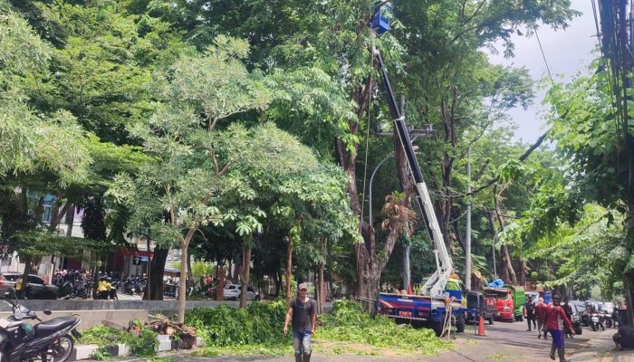 Disperkim Tambah Tim Pemangkasan Antisipasi Pohon Tumbang di Semarang