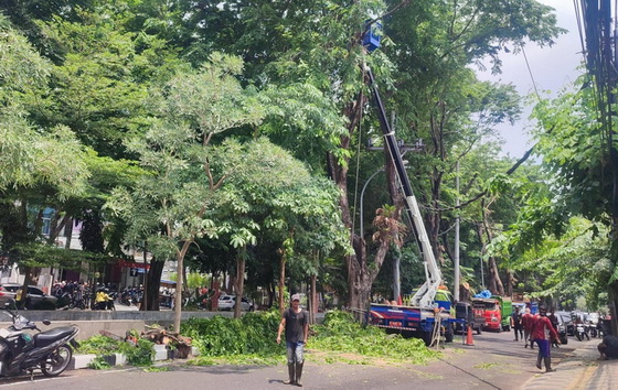 Disperkim Tambah Tim Pemangkasan Antisipasi Pohon Tumbang di Semarang