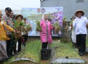 Panen Bawang Varietas Bima Brebes Hasil Binaan Warga Lapas Kelas I Kedungpane