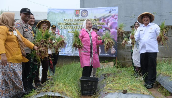 Panen Bawang Varietas Bima Brebes Hasil Binaan Warga Lapas Kelas I Kedungpane