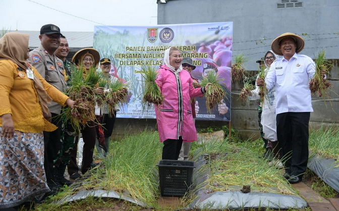 Panen Bawang Varietas Bima Brebes Hasil Binaan Warga Lapas Kelas I Kedungpane
