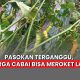harga cabai