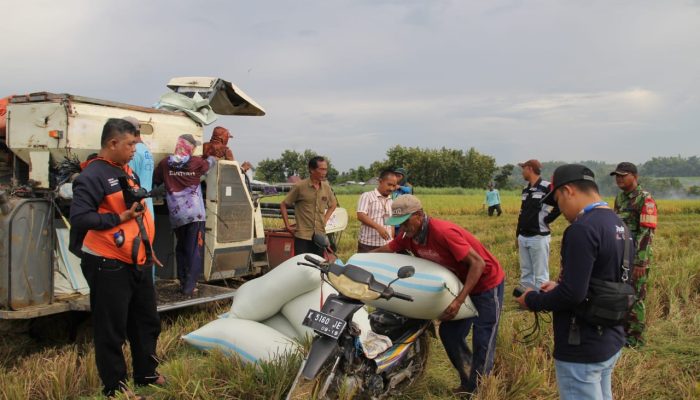 Panen Perdana Tahun 2025, Petani Blora Diuntungkan Harga Gabah Rp6.500 per Kg dari Bulog