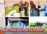Video Panen Perdana di Blora, Gabah Petani Dibeli Rp6.500 per Kilogram