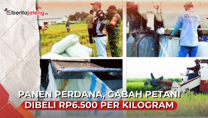 Video Panen Perdana di Blora, Gabah Petani Dibeli Rp6.500 per Kilogram
