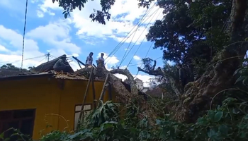 Angin Kencang Tumbangkan Pohon Kelengkeng, Dua Warga Lansia Bandungan Dilarikan ke Rumah Sakit